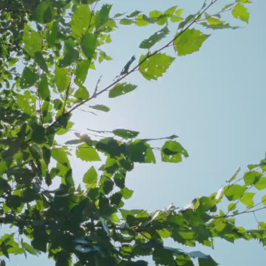 Vidéo de la maison miniature Leafree Café, café de jardin sous la verdure