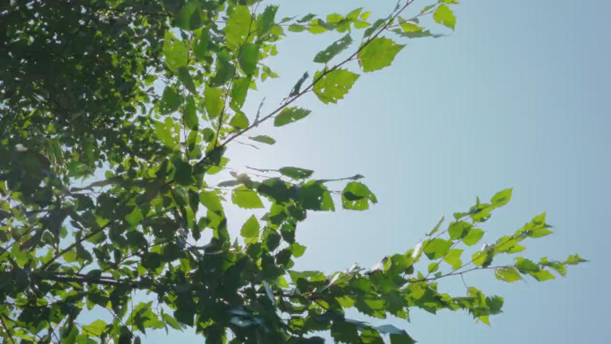 Vidéo de la maison miniature Leafree Café, café de jardin sous la verdure